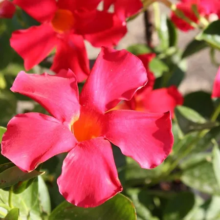 La Torre Di Caprera Apartamento