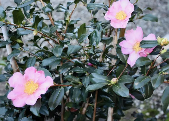 La Torre Di Caprera * 锡耶纳