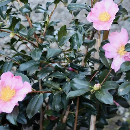 La Torre Di Caprera * Сієна