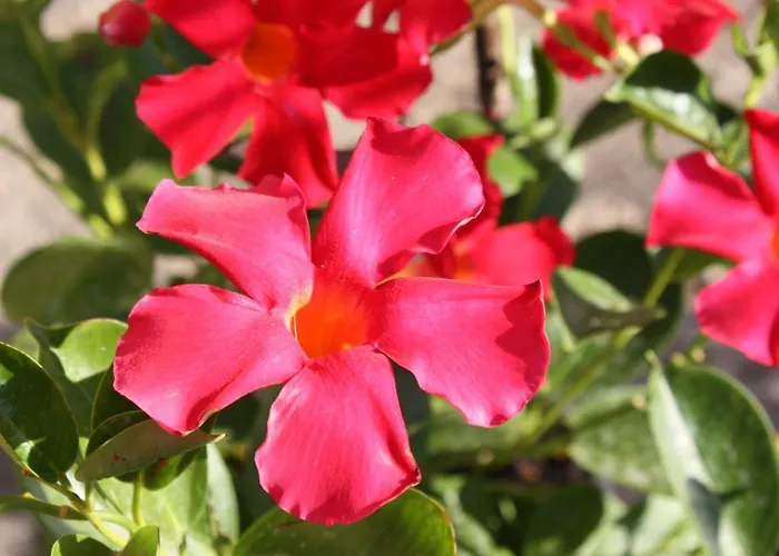 La Torre Di Caprera Апартаменты